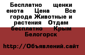 Бесплатно !!! щенки енота!! › Цена ­ 1 - Все города Животные и растения » Отдам бесплатно   . Крым,Белогорск